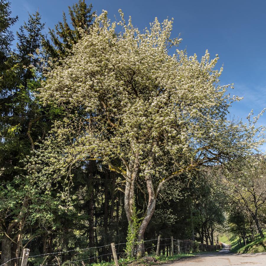 Zeidelhof Villa Lilienfeld Eksteriør bilde